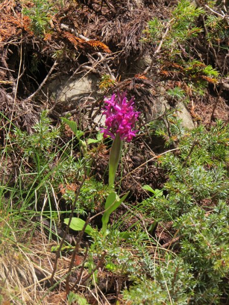 (26) Elder-flowered Orchid (Orchis sambucina).JPG